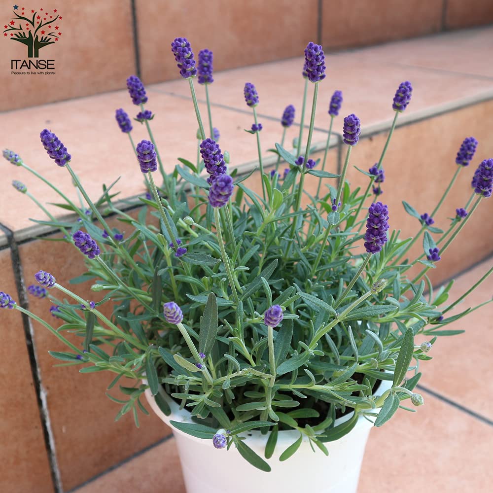 Amazon.co.jp: ラベンダー ほのか 5号鉢【品種で選べるハーブ苗/5号鉢